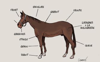 Anatomie du cheval