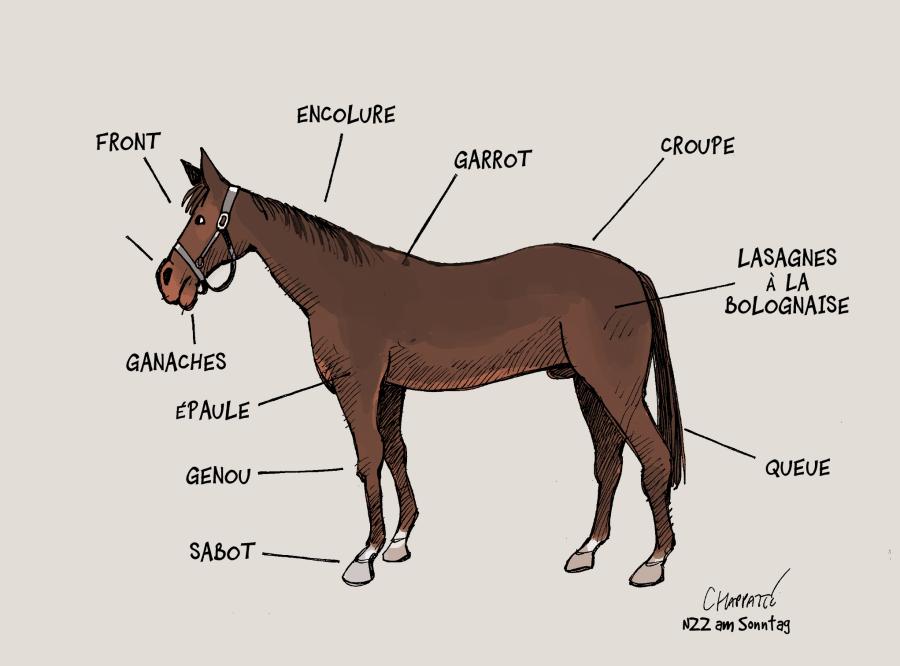 Anatomie du cheval Anatomie du cheval Anatomie du cheval